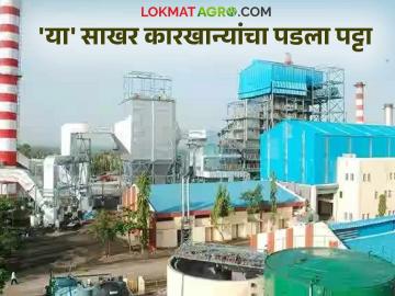 Sugarcane Crushing : उसाच्या पळवापळवीचा काय झाला परिणाम वाचा सविस्तर - Marathi News | Sugarcane Crushing: Read in detail what was the impact of sugarcane crushing | Latest News at Lokmat.com