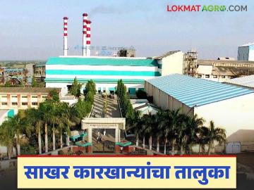 भारतातील पहिला शेतकरी मालकीचा साखर कारखाना कुठे सुरु झाला? अन् कशी झाली साखर क्रांती? वाचा सविस्तर - Marathi News | Where was India's first farmer owned sugar factory started? And how did the sugar revolution happen? Read in detail | Latest News at Lokmat.com भारतातील पहिला शेतकरी मालकीचा साखर कारखाना कुठे सुरु झाला? अन् कशी झाली साखर क्रांती? वाचा सविस्तर - Marathi News | Where was India's first farmer owned sugar factory started? And how did the sugar revolution happen? Read in detail | Latest News at Lokmat.com