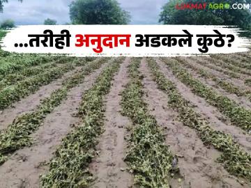 Subsidy Delay : ई-केवायसी केली; तरीही अनुदान अडकले कुठे? वाचा सविस्तर - Marathi News | latest news Subsidy Delay: E-KYC done; Still, where is the subsidy stuck? Read in detail | Latest farming-ideas News at Lokmat.com