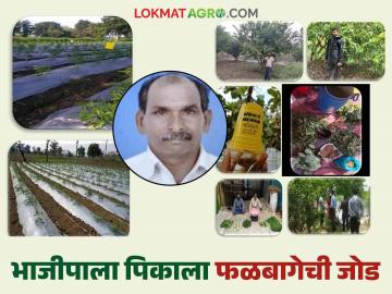 Farmer Success Story : श्रमाला नाही तोड, भाजीपाला शेतीला दिली फळबागेची जोड, वाचा यशोगाथा - Marathi News | Latest News Success Story of gadchiroli farmer fruit Farming with vegetable farming, read experimental farming success story | Latest News at Lokmat.com Farmer Success Story : श्रमाला नाही तोड, भाजीपाला शेतीला दिली फळबागेची जोड, वाचा यशोगाथा - Marathi News | Latest News Success Story of gadchiroli farmer fruit Farming with vegetable farming, read experimental farming success story | Latest News at Lokmat.com