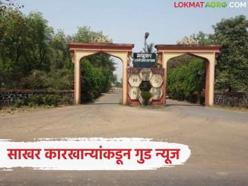 Sakhar Karkhana : ऊस बिलातून 55 टक्के कपात रक्कम शेतकऱ्यांना परत करणार, 'या' साखर कारखान्याने घेतला निर्णय  - Marathi News | Latest News madhukar sugar factory has decided to return 55 percent of cut amount from the sugarcane bill to farmers | Latest News at Lokmat.com