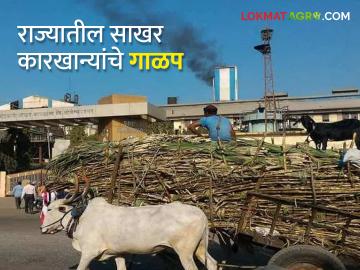 राज्यात केवळ 42 कारखान्यांचे तीन कोटी मेट्रिक टनापेक्षा अधिक गाळप - Marathi News | Latest news 42 factories in state refine more than three crore metric tonnes of sugar | Latest News at Lokmat.com राज्यात केवळ 42 कारखान्यांचे तीन कोटी मेट्रिक टनापेक्षा अधिक गाळप - Marathi News | Latest news 42 factories in state refine more than three crore metric tonnes of sugar | Latest News at Lokmat.com