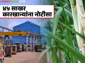 राज्यातील ४५ साखर कारखान्यांना थकीत एफआरपीसाठी नोटीसा; कशी होणार कारवाई? - Marathi News | Notices issued to 45 sugar factories in the state for outstanding FRP; How will action be taken? | Latest News at Lokmat.com राज्यातील ४५ साखर कारखान्यांना थकीत एफआरपीसाठी नोटीसा; कशी होणार कारवाई? - Marathi News | Notices issued to 45 sugar factories in the state for outstanding FRP; How will action be taken? | Latest News at Lokmat.com