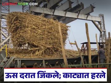 ऊस दराच्या संघर्षाला यश; आता कारखान्याचा काटा कधी थांबवणार शेतकऱ्यांच्या घाटा? - Marathi News | Sugarcane price struggle a success; when will the factory's sting stop the farmers' woes in sugarcane? | Latest News at Lokmat.com