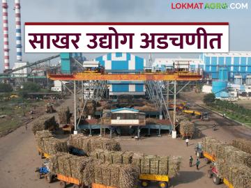 Sugarcane FRP 2024-25 : शेतकऱ्यांच्या उसाचे पेमेंट देणे झाले अवघड; साखर कारखान्यांना सॉफ्ट लोन द्या - Marathi News | Sugarcane FRP 2024-25 : It has become difficult for farmers to make sugarcane payments; Give soft loans to sugar factories | Latest News at Lokmat.com