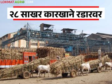 शेतकऱ्यांच्या उसाचे पैसे थकविणाऱ्या राज्यातील 'या' २८ साखर कारखान्यांवर आरआरसी कारवाई - Marathi News | RRC takes action against 'these' 28 sugar factories in the state for evading farmers sugarcane payments | Latest News at Lokmat.com
