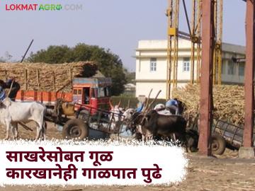 Sugarcane Factory : उसाचे दीड महिन्यात झाले सव्वातीन लाख मेट्रिक टन गाळप - Marathi News | Sugarcane Factory: Three and a half lakh metric tons of sugarcane were crushed in one and a half months | Latest News at Lokmat.com