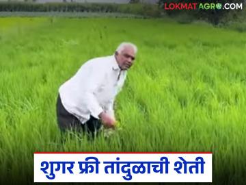 कराडच्या शेतकऱ्यांनी शुगर फ्री भात उत्पादनाचा प्रयोग केला यशस्वी; चार राज्यांत होतेय ऑनलाईन विक्री - Marathi News | Karad farmers successfully experiment with sugar-free rice production; Online sales are taking place in four states | Latest News at Lokmat.com कराडच्या शेतकऱ्यांनी शुगर फ्री भात उत्पादनाचा प्रयोग केला यशस्वी; चार राज्यांत होतेय ऑनलाईन विक्री - Marathi News | Karad farmers successfully experiment with sugar-free rice production; Online sales are taking place in four states | Latest News at Lokmat.com