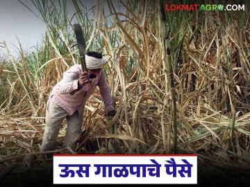 ऊस पुरवठा केल्यानंतर किती दिवसांत शेतकऱ्यांचे पैसे देणे बंधनकारक, जाणून घ्या सविस्तर  - Marathi News | Latest News How many days after sugarcane supply is it mandatory to pay farmers, know in detail | Latest News at Lokmat.com