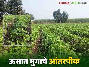Intercropping In Sugarcane : उसामध्ये आंतरपीक म्हणून मुगाची लागवड, राहुरीच्या शेतकऱ्याचा अभिनव प्रयोग - Marathi News | Latest News Cultivation of mung bean as an intercrop with sugarcane, an innovative experiment by a farmer in Rahuri | Latest News at Lokmat.com