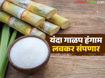 यंदाचा गाळप हंगाम अजून किती दिवस चालणार? साखरेचे उत्पादन किती होणार? वाचा सविस्तर - Marathi News | How many more days will this year's crushing season last? How much will the sugar production be? Read in detail | Latest News at Lokmat.com