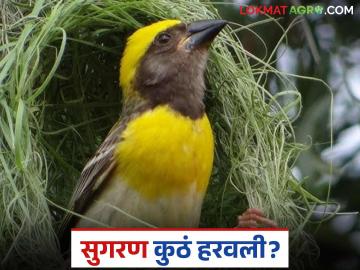 Agriculture News : सुगरणीचा खोपा हरवला, कृषी पद्धतीतील बदलाचा परिणाम पक्षांवर होतोय का?   - Marathi News | Latest News Sugarcane harvest lost, is change in agricultural practices affecting birds see details | Latest News at Lokmat.com