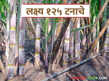 आता उसाच्या उत्पादनात होणार वाढ; ऊस उत्पादन वाढीसाठी सुरु होतंय नवीन अभियान - Marathi News | Now sugarcane production will increase; A new campaign is being launched to increase sugarcane production | Latest News at Lokmat.com आता उसाच्या उत्पादनात होणार वाढ; ऊस उत्पादन वाढीसाठी सुरु होतंय नवीन अभियान - Marathi News | Now sugarcane production will increase; A new campaign is being launched to increase sugarcane production | Latest News at Lokmat.com