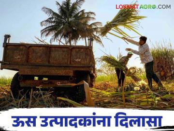 Sugar factory : राज्यातील ऊस उत्पादकांची संपली प्रतीक्षा ; कारखान्यांचे वाहतूक दर जाहीर वाचा सविस्तर - Marathi News | Sugar factory : The wait is over for sugarcane growers in the state; Read the details of the transport rates of the factories | Latest News at Lokmat.com