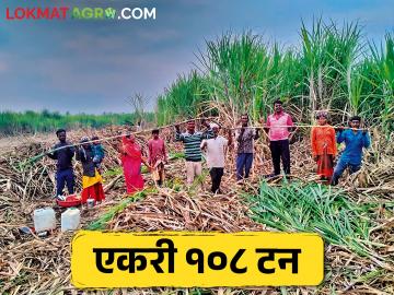 ऊस शेतीला दिली आधुनिकतेची जोड; एकरी १०८ टन झाली विक्रमी ऊस तोड - Marathi News | Advanced sugarcane farming; a record sugarcane production 108 tons per acre | Latest News at Lokmat.com