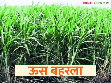 Sugarcane Crop : अवकाळी पावसाने ऊस पिकाला दिली नवसंजीवनी वाचा सविस्तर - Marathi News | latest news Sugarcane Crop: Unseasonal rains revive sugarcane crop Read in detail | Latest News at Lokmat.com Sugarcane Crop : अवकाळी पावसाने ऊस पिकाला दिली नवसंजीवनी वाचा सविस्तर - Marathi News | latest news Sugarcane Crop: Unseasonal rains revive sugarcane crop Read in detail | Latest News at Lokmat.com