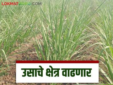 राज्यात पुढील हंगामात ऊस लागवड क्षेत्रात मोठी वाढ होणार; कोणत्या जिल्ह्यात किती लागवड? - Marathi News | There will be a big increase in sugarcane cultivation area in the state next season; How much is cultivation area in which district? | Latest News at Lokmat.com