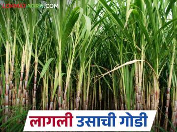 Sugarcane Cultivation: यंदा बुलढाण्यात वाढणार उसाचा गोडवा; 'या' कारणामुळे वाढले क्षेत्र वाचा सविस्तर - Marathi News | Sugarcane Cultivation: Sugarcane sweetness will increase in Buldhana this year; The area has increased due to 'this' reason Read in detail | Latest News at Lokmat.com