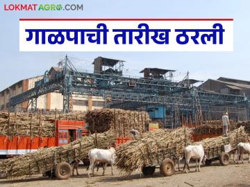 नवीन गाळप हंगामाचे धोरण ठरले; यंदा गाळप होणाऱ्या उसासाठी कसा मिळणार दर? - Marathi News | The policy for the new crushing season has been decided; How will the price for sugarcane to be crushed this year be obtained? | Latest News at Lokmat.com नवीन गाळप हंगामाचे धोरण ठरले; यंदा गाळप होणाऱ्या उसासाठी कसा मिळणार दर? - Marathi News | The policy for the new crushing season has been decided; How will the price for sugarcane to be crushed this year be obtained? | Latest News at Lokmat.com