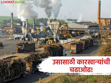 Sugarcane Crushing : बाहेरील कारखान्यांची उसासाठी धावपळ; ‘गेट केन’ स्पर्धेमुळे स्थानिक उद्योग संकटात? - Marathi News | latest news Sugarcane Crushing: Outside factories rush for sugarcane; Is local industry in crisis due to 'Get Cane' competition? | Latest News at Lokmat.com Sugarcane Crushing : बाहेरील कारखान्यांची उसासाठी धावपळ; ‘गेट केन’ स्पर्धेमुळे स्थानिक उद्योग संकटात? - Marathi News | latest news Sugarcane Crushing: Outside factories rush for sugarcane; Is local industry in crisis due to 'Get Cane' competition? | Latest News at Lokmat.com