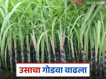 Sugarcane Cultivation: पाणी भरपूर, ऊसही जोमात; तरीही भाव 'कडवट'! वाचा सविस्तर - Marathi News | Sugarcane Cultivation: latest news Plenty of water, sugarcane is also thriving; Still prices are 'bitter'! Read in detail | Latest News at Lokmat.com
