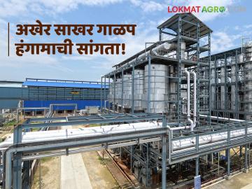 Sugar Crushing Season: अखेर साखर गाळप संपलं; यंदाचा हंगाम 'गोड' न ठरता 'कडवट' ठरला वाचा सविस्तर - Marathi News | latest news Sugarcane Crushing Season: Sugar crushing is finally over; This year's season turned out to be 'bitter' rather than 'sweet' Read in detail | Latest News at Lokmat.com Sugar Crushing Season: अखेर साखर गाळप संपलं; यंदाचा हंगाम 'गोड' न ठरता 'कडवट' ठरला वाचा सविस्तर - Marathi News | latest news Sugarcane Crushing Season: Sugar crushing is finally over; This year's season turned out to be 'bitter' rather than 'sweet' Read in detail | Latest News at Lokmat.com