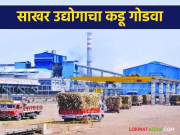 Sugarcane Factory : उसाला कमी भाव, मजुरांना सुविधा नाही; नांदेडच्या साखर उद्योगाचा कडू गोडवा वाचा सविस्तर - Marathi News | latest news Sugarcane Factory: Low price of sugarcane, no facilities for laborers; Read the bittersweet story of Nanded's sugar industry in detail | Latest farming-ideas News at Lokmat.com