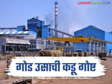 Sugarcane : पाणी मिळूनही ऊस घेण्यास शेतकरी धजावेना ; काय आहे कारण वाचा सविस्तर  - Marathi News | Sugarcane : Farmers may not be interested in sugarcane for a variety of reasons | Latest News at Lokmat.com