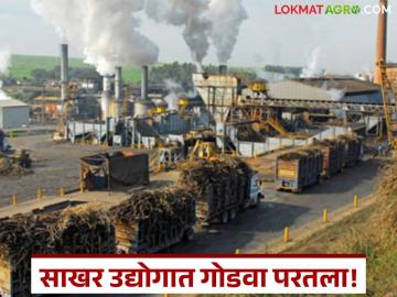 Sugarcane Crushing : साखर उद्योगात दिलासादायक वाढ; राज्यात नफ्यातील कारखान्यांचा आकडा झपाट्याने वाढला - Marathi News | latest news Sugarcane Crushing: A comforting growth in the sugar industry! The number of profitable factories in the state has increased rapidly. | Latest News at Lokmat.com Sugarcane Crushing : साखर उद्योगात दिलासादायक वाढ; राज्यात नफ्यातील कारखान्यांचा आकडा झपाट्याने वाढला - Marathi News | latest news Sugarcane Crushing: A comforting growth in the sugar industry! The number of profitable factories in the state has increased rapidly. | Latest News at Lokmat.com