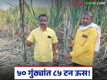 Farmer Success Story : ५० गुंठ्यांत ८५ टन ऊस; मंठ्याच्या शेतकऱ्याने घडवला चमत्कार वाचा सविस्तर - Marathi News | latest news Farmer Success Story: 85 tons of sugarcane in 50 gunthas; Manthya farmer creates miracle Read in detail | Latest success-story News at Lokmat.com