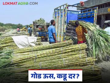 Sugarcane Farmers Crisis : गोड ऊस, कडू वास्तव; दरातील तफावतीने ऊस उत्पादकांची कोंडी वाचा सविस्तर - Marathi News | latest news Sugarcane Farmers Crisis: Sweet sugarcane, bitter reality; Read the dilemma of sugarcane farmers due to price differences in detail | Latest News at Lokmat.com