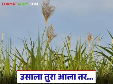 उसाला तुरा आल्यावर वजन आणि साखरेवर मोठा परिणाम; कसे कराल तोडणीचे नियोजन? - Marathi News | When sugarcane reaches maturity, it has a major impact on weight and sugar; How will you plan harvesting? | Latest News at Lokmat.com उसाला तुरा आल्यावर वजन आणि साखरेवर मोठा परिणाम; कसे कराल तोडणीचे नियोजन? - Marathi News | When sugarcane reaches maturity, it has a major impact on weight and sugar; How will you plan harvesting? | Latest News at Lokmat.com
