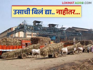 ऊस गळीतास गेल्यापासून १४ दिवसांत शेतकऱ्यांना पैसे देणे अपेक्षित; आता फौजदारी गुन्हे दाखल करण्याचा इशारा - Marathi News | Farmers expected to be paid within 14 days of sugarcane going to crushing; Now warning of filing criminal cases | Latest News at Lokmat.com
