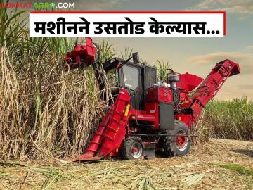 मशीनने उसतोड केल्यावर एकरी ऊस उत्पादनात घट होते का? जाणून घ्या सविस्तर - Marathi News | Does machine harvesting reduce sugarcane yield per acre? Find out in detail | Latest News at Lokmat.com मशीनने उसतोड केल्यावर एकरी ऊस उत्पादनात घट होते का? जाणून घ्या सविस्तर - Marathi News | Does machine harvesting reduce sugarcane yield per acre? Find out in detail | Latest News at Lokmat.com