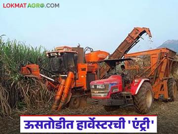 Sugarcane Harvesting : ऊसतोडीचा वेग दुप्पट; बीडमध्ये यांत्रिकीकरणाचा मोठा प्रयोग वाचा सविस्तर - Marathi News | latest news Sugarcane Harvesting: Speed of sugarcane harvesting doubled; Read details of a major experiment in mechanization in Beed | Latest News at Lokmat.com