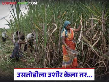 साखर आयुक्तांचा नवा आदेश; उसतोडीसाठी टाळाटाळ केली तर शेतकऱ्यांना 'इथे' करता येणार तक्रार - Marathi News | Sugar Commissioner's new order; Farmers can file complaint 'here' if they are denied sugarcane harvesting | Latest News at Lokmat.com