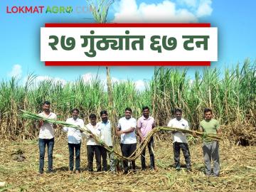 खडकाळ जमिनीत पाटलांनी केला ऊस उत्पादनाचा विक्रम; २७ गुंठ्यांत घेतले ६७ टन उत्पादन - Marathi News | Patil sets sugarcane production record in rocky soil; 67 tons produced in 27 gunthas | Latest News at Lokmat.com