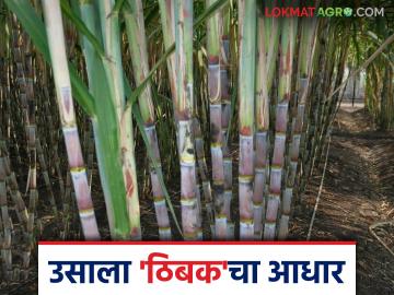 Sugarcane Irrigation : सिंचनाने 'इतक्या' हजार हेक्टरवर झाली नवीन ऊस लागवड वाचा सविस्तर - Marathi News | Sugarcane Irrigation : New sugarcane plantations have been done on 'so many' thousand hectares through irrigation | Latest News at Lokmat.com