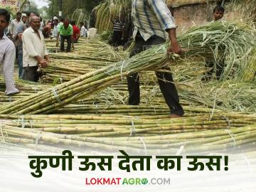 Sugarcane Factory : कारखानदारांचे ऊस उत्पादकांना साकडे वाचा सविस्तर - Marathi News | Sugarcane Factory: Read detailed accounts of sugarcane producers of factories | Latest News at Lokmat.com Sugarcane Factory : कारखानदारांचे ऊस उत्पादकांना साकडे वाचा सविस्तर - Marathi News | Sugarcane Factory: Read detailed accounts of sugarcane producers of factories | Latest News at Lokmat.com