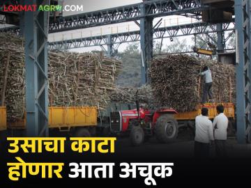 उसाचा काटा आता नाही करणार शेतकऱ्यांचा घाटा; काटामारीवर सरकारी शिक्कामोर्तब - Marathi News | Sugarcane cutting will no longer be a problem for farmers; Government gives its approval to cutting | Latest News at Lokmat.com उसाचा काटा आता नाही करणार शेतकऱ्यांचा घाटा; काटामारीवर सरकारी शिक्कामोर्तब - Marathi News | Sugarcane cutting will no longer be a problem for farmers; Government gives its approval to cutting | Latest News at Lokmat.com