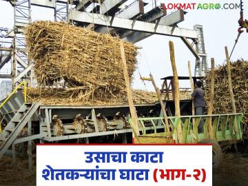ऊस काटामारीच्या मेळातूनच खेळला जातोय का राजकारणाचा खेळ? वाचा सविस्तर - Marathi News | Is the game of politics being played through the sugarcane weight cutting fair? Read in detail | Latest News at Lokmat.com