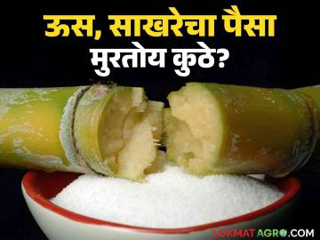 ऊस आंदोलन उग्र होण्याची शक्यता; ऊसदर कारखानदार, शेतकऱ्यांनाही अडचणीत आणणारा! - Marathi News | Sugarcane rate strike likely to intensify; Sugarcane price will put both industrialists and farmers in trouble! | Latest News at Lokmat.com ऊस आंदोलन उग्र होण्याची शक्यता; ऊसदर कारखानदार, शेतकऱ्यांनाही अडचणीत आणणारा! - Marathi News | Sugarcane rate strike likely to intensify; Sugarcane price will put both industrialists and farmers in trouble! | Latest News at Lokmat.com