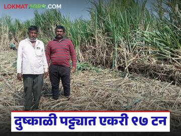 दुष्काळी माण तालुक्यात ८६०३२ उसाची कमाल; ३ एकर क्षेत्रात घेतले २९२ टन विक्रमी ऊस उत्पादन - Marathi News | Drought hit Man taluka produces a record 86032 sugarcane; 292 tons of sugarcane harvested in 3 acres of land | Latest success-story News at Lokmat.com
