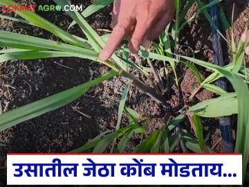 ऊस पिकात जेठा कोंब का मोडावा? त्याची योग्य वेळ कोणती व तो कसा मोडावा? वाचा सविस्तर - Marathi News | Why should the first shoots of sugarcane be cut? What is the right time and how should it be cut? Read in detail | Latest News at Lokmat.com ऊस पिकात जेठा कोंब का मोडावा? त्याची योग्य वेळ कोणती व तो कसा मोडावा? वाचा सविस्तर - Marathi News | Why should the first shoots of sugarcane be cut? What is the right time and how should it be cut? Read in detail | Latest News at Lokmat.com