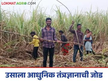 Farmer Success Story : दोन एकरांत १२० टन उसाचे उत्पादन घेऊन लक्ष्मणरावांनी जपला गोडवा - Marathi News | Farmer success story: Laxmanrao preserves sweetness by producing 120 tons of sugarcane in two acres | Latest News at Lokmat.com