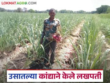 पाटलांनी उसात आंतरपीक म्हणून पिकविला कांदा; एकरात केली ३ लाखांची कमाई - Marathi News | Farmer Nivrutti Patil grew onion as an intercrop with sugarcane; earned Rs 3 lakh per acre | Latest News at Lokmat.com