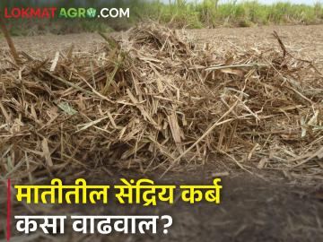 पाचट, धसकट जाळू नका; कुजवा अन् मातीला जिवंत ठेवा - Marathi News | Do not fire sugarcane trash and crop Stubble; Decompose and keep the soil alive | Latest News at Lokmat.com