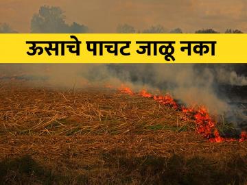 पिकांचे अवशेष जाळू नका, मातीत गाडा - Marathi News | Do not burn crop residues, bury them in the soil | Latest News at Lokmat.com