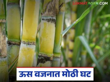 राज्यातील 'ह्या' प्रमुख ऊस उत्पादक जिल्ह्यात उसाच्या वजनात मोठी घट; काय आहे कारण? - Marathi News | There has been a major decline in the weight of sugarcane in this major sugarcane producing district of the state; What is the reason? | Latest News at Lokmat.com