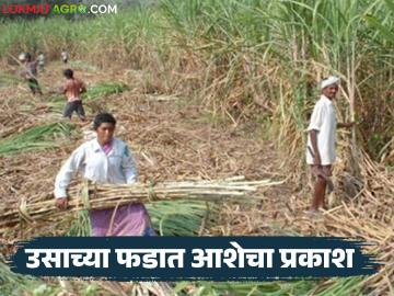 Sugarcane Workers : फडातच समुपदेशन; ऊसतोड कामगारांच्या मुलांचे शिक्षण वाचवण्याचा प्रयत्न - Marathi News | latest news Sugarcane Workers: Counseling in Fadat; Efforts to save the education of the children of sugarcane workers | Latest News at Lokmat.com